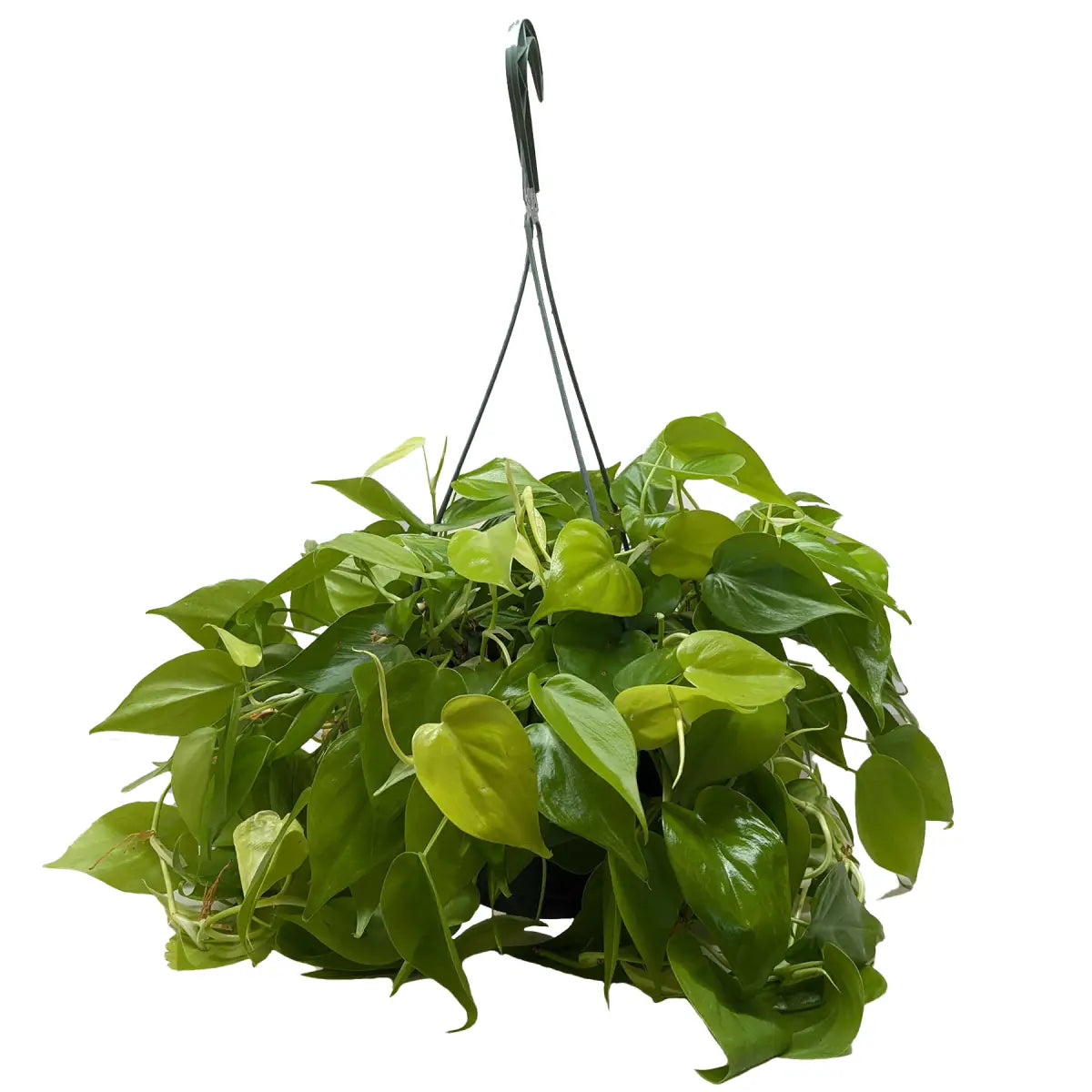 Philodendron Plant - ’Neon’ - House Plant Shop
