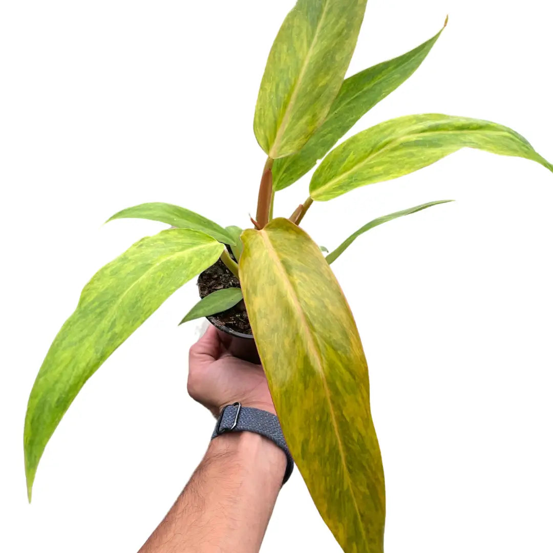 Philodendron Plant - ’Orange Marmalade’ - House Plant Shop