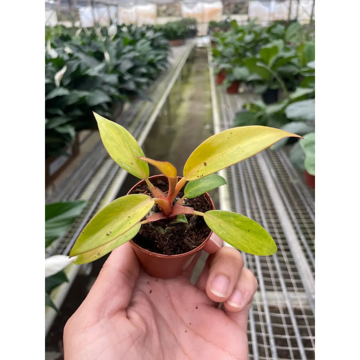Philodendron Plant - ’Orange Marmalade’ - House Plant Shop