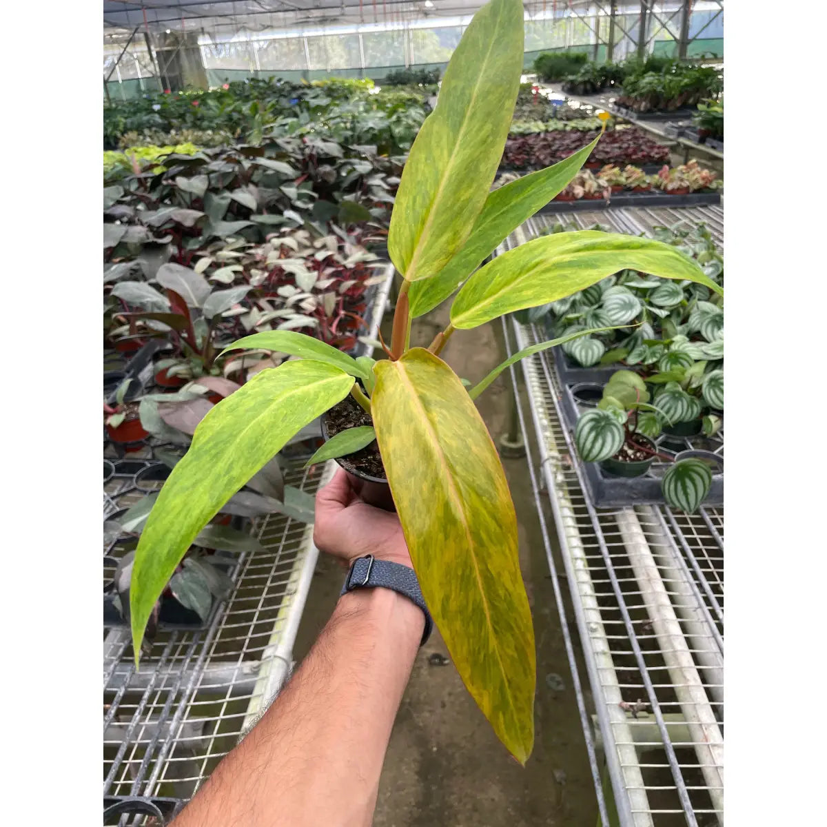Philodendron Plant - ’Orange Marmalade’ - House Plant Shop