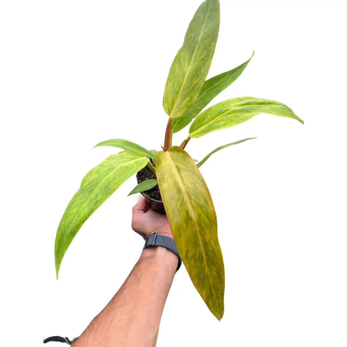 Philodendron Plant - ’Orange Marmalade’ - 2’’ Pot - House Plant Shop