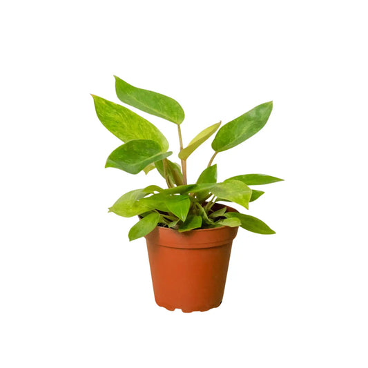 Philodendron Plant - ’Painted Lady’ - House Plant Shop