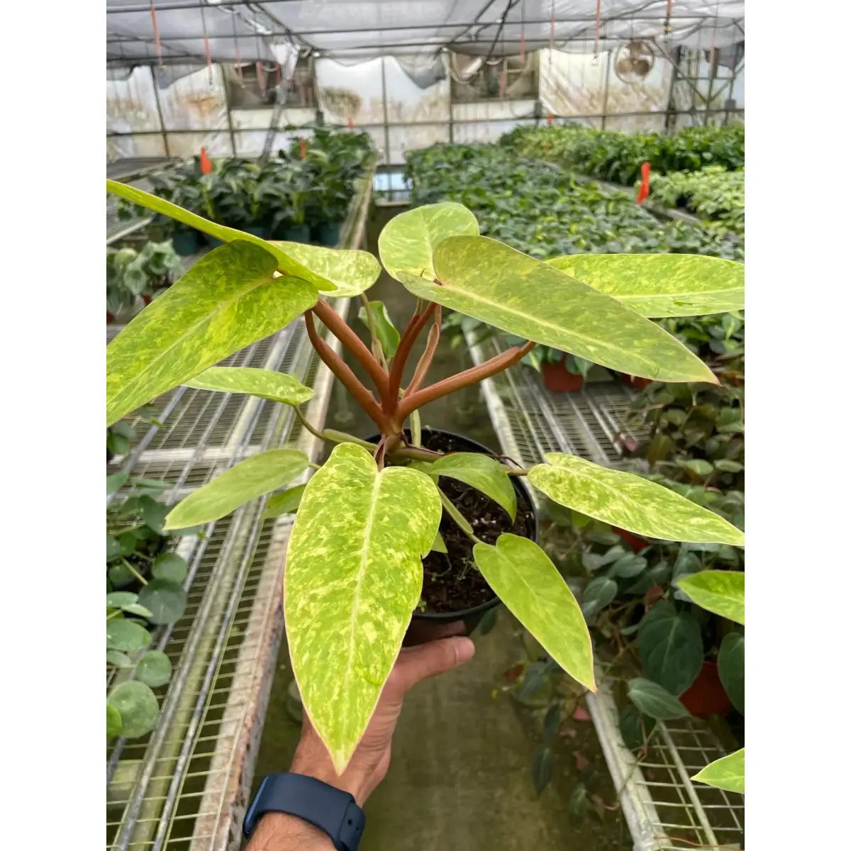 Philodendron Plant - ’Painted Lady’ - House Plant Shop