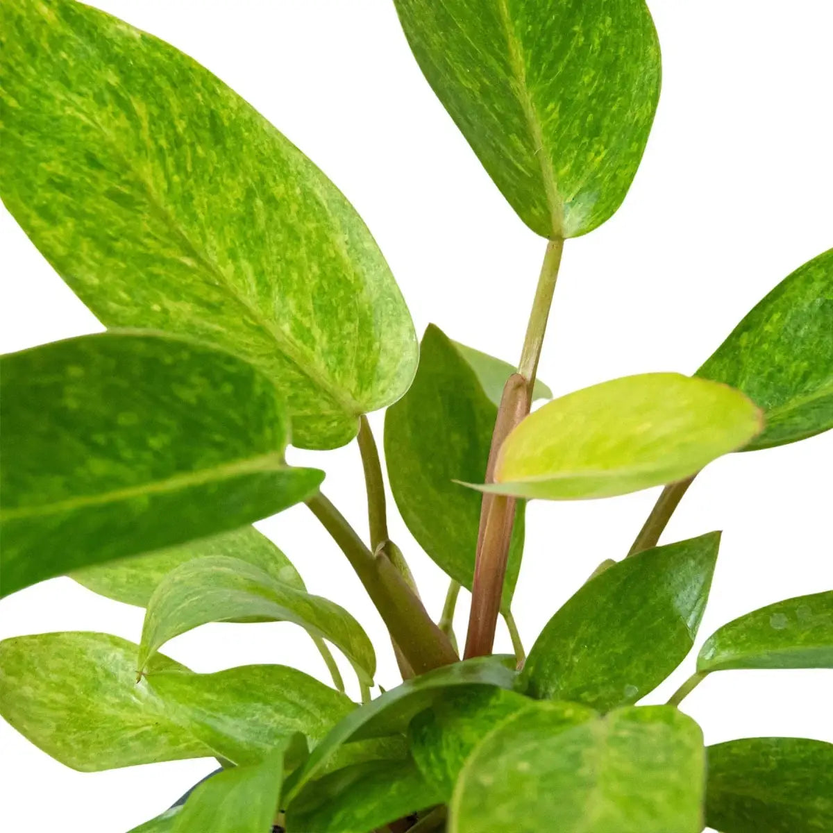 Philodendron Plant - ’Painted Lady’ - 4’’ Pot - House Plant Shop