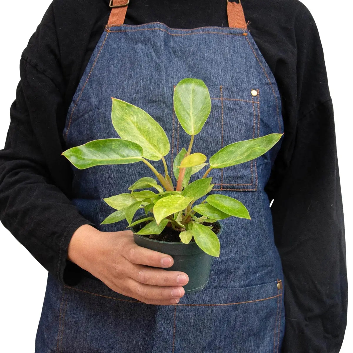 Philodendron Plant - ’Painted Lady’ - House Plant Shop