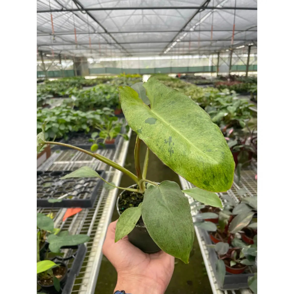 Philodendron Plant - ’Paraiso Verde’ - House Plant Shop