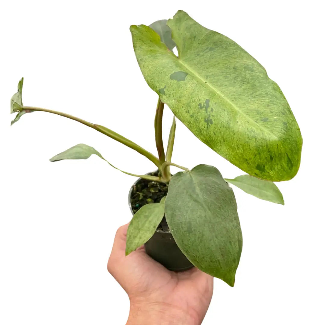 Philodendron Plant - ’Paraiso Verde’ - 4’’ Pot - House Plant Shop