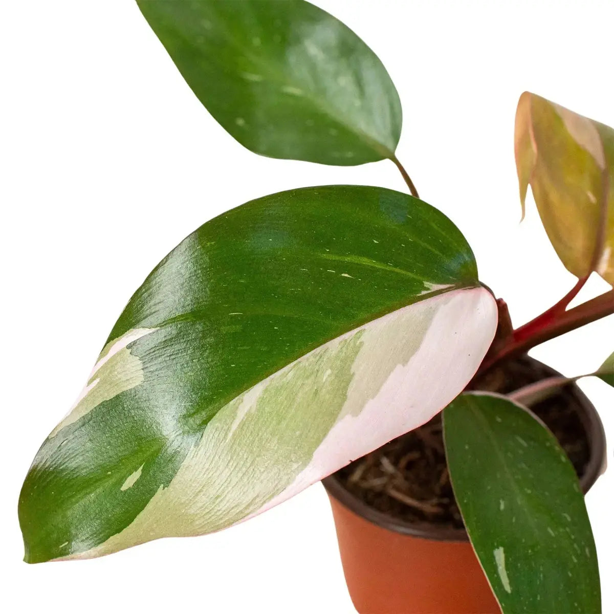 Philodendron Plant - ’Pink Princess’ - 4’’ Pot / Nursery Pot - House Plant Shop
