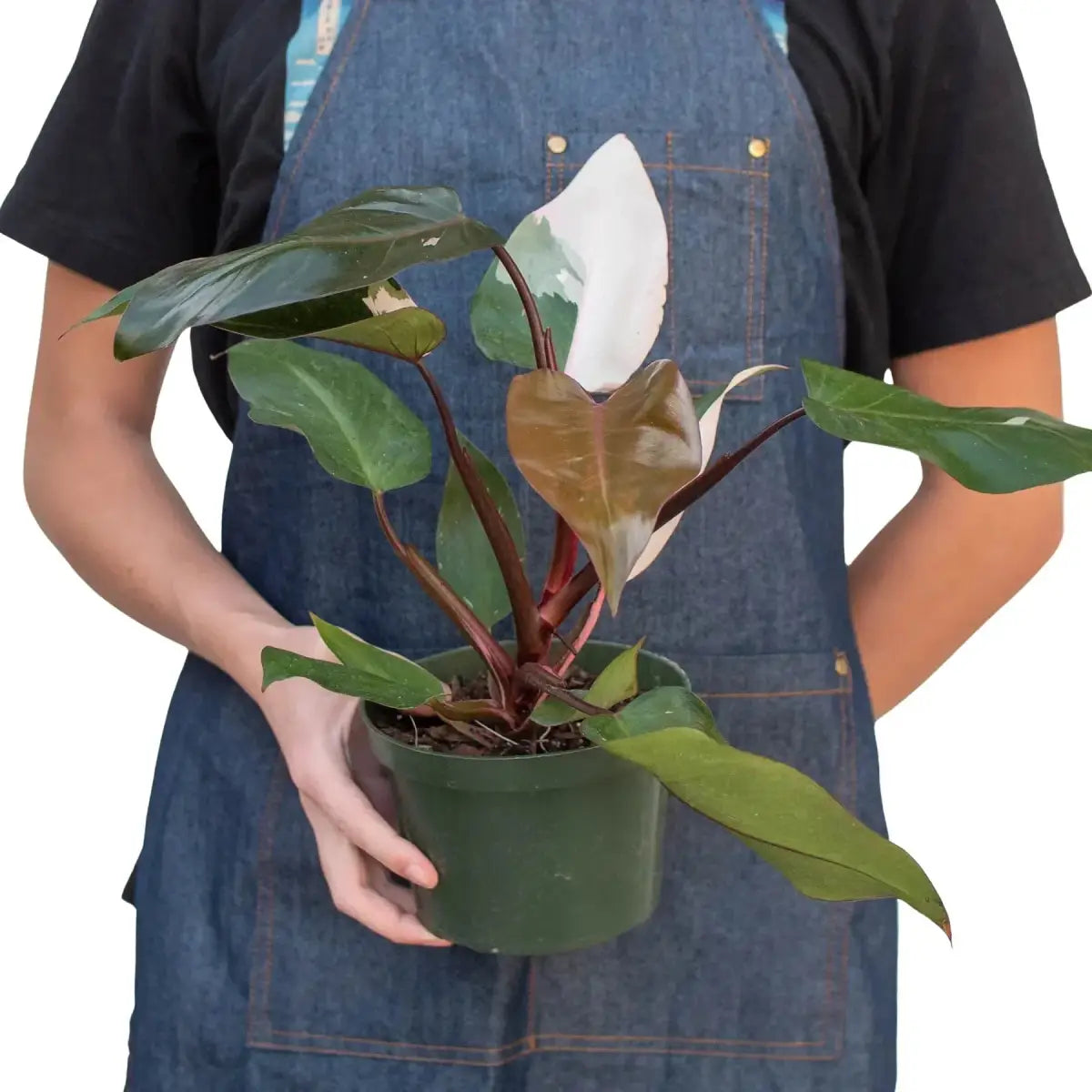 Philodendron Plant - ’Pink Princess’ - House Plant Shop