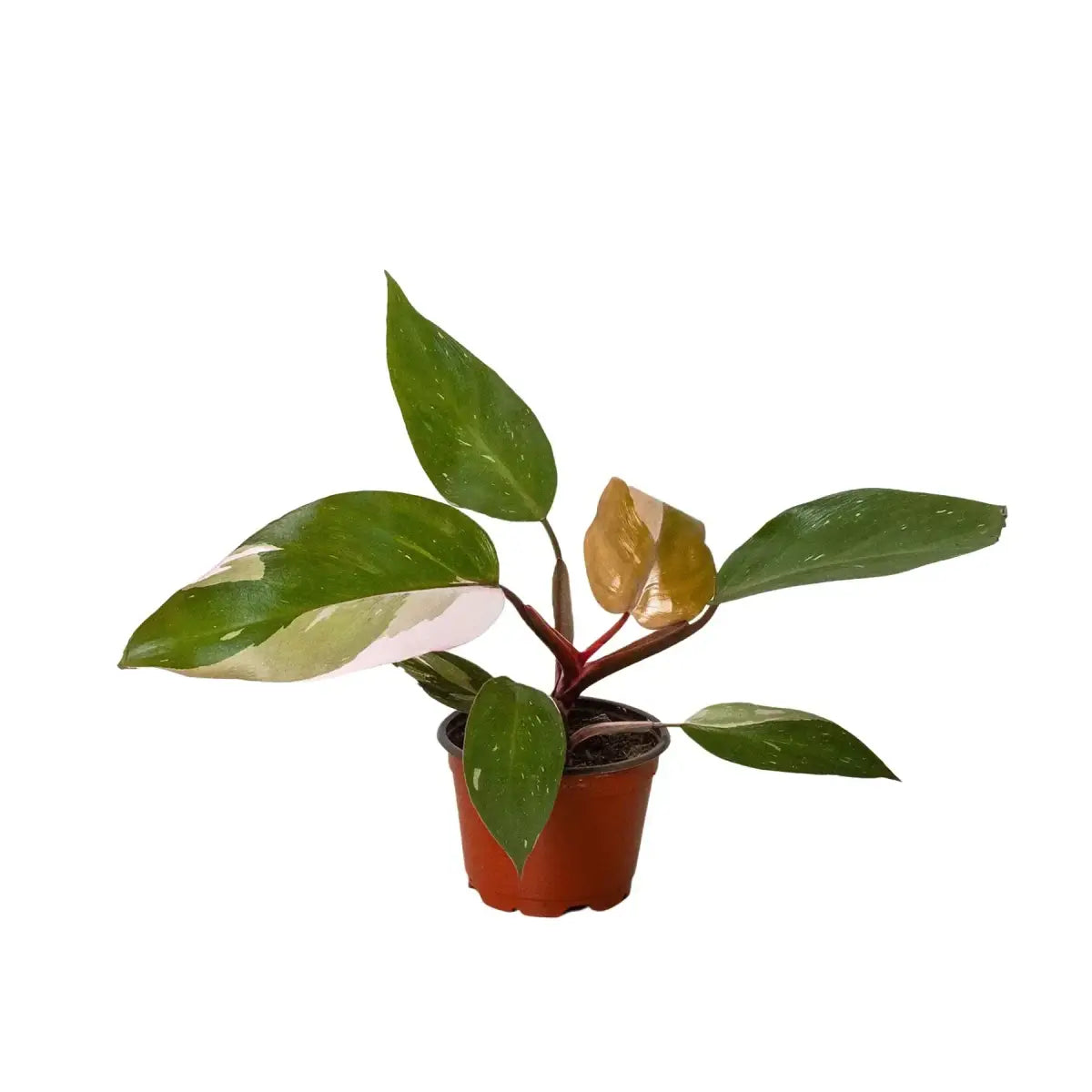 Philodendron Plant - ’Pink Princess’ - House Plant Shop