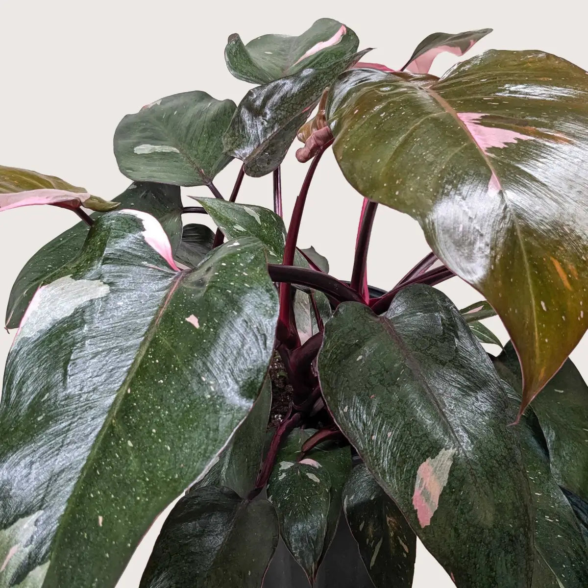 Philodendron Plant - ’Pink Princess’ - House Plant Shop