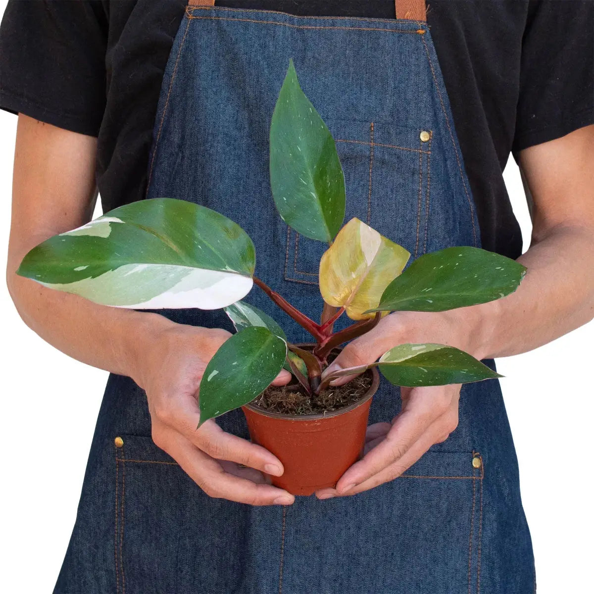 Philodendron Plant - ’Pink Princess’ - House Plant Shop