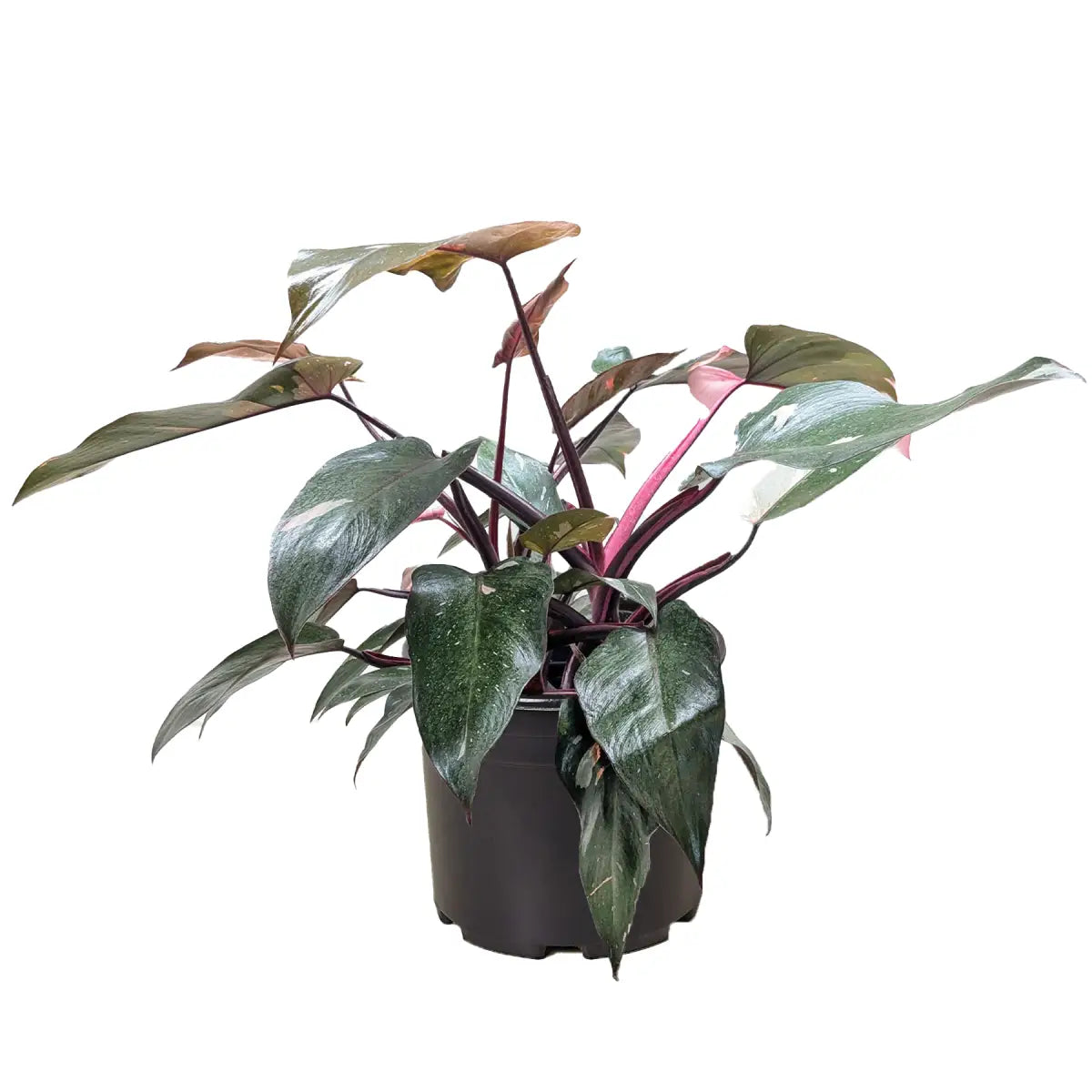 Philodendron Plant - ’Pink Princess’ - House Plant Shop