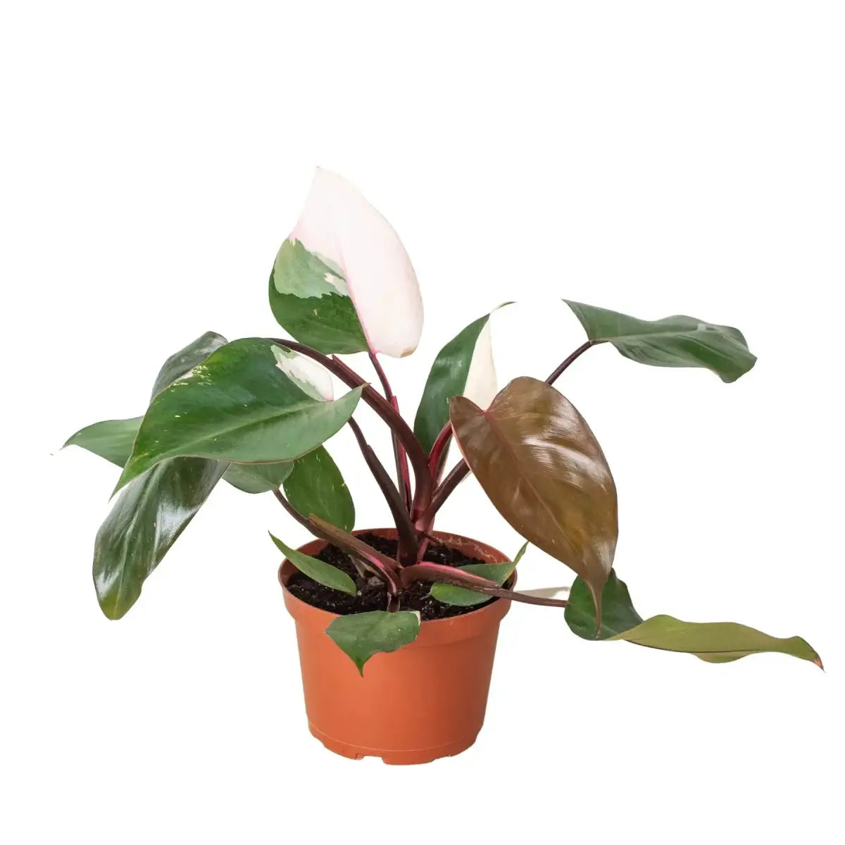 Philodendron Plant - ’Pink Princess’ - House Plant Shop