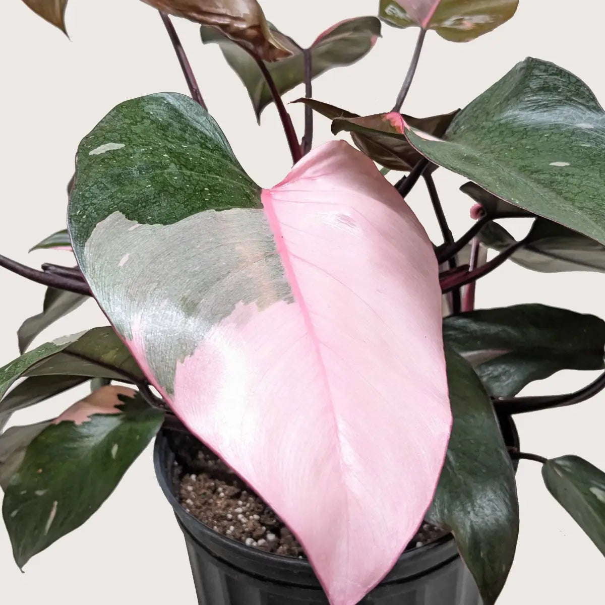 Philodendron Plant - ’Pink Princess’ - House Plant Shop