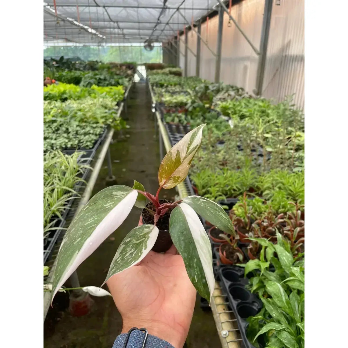 Philodendron Plant - ’Pink Princess’ - House Plant Shop
