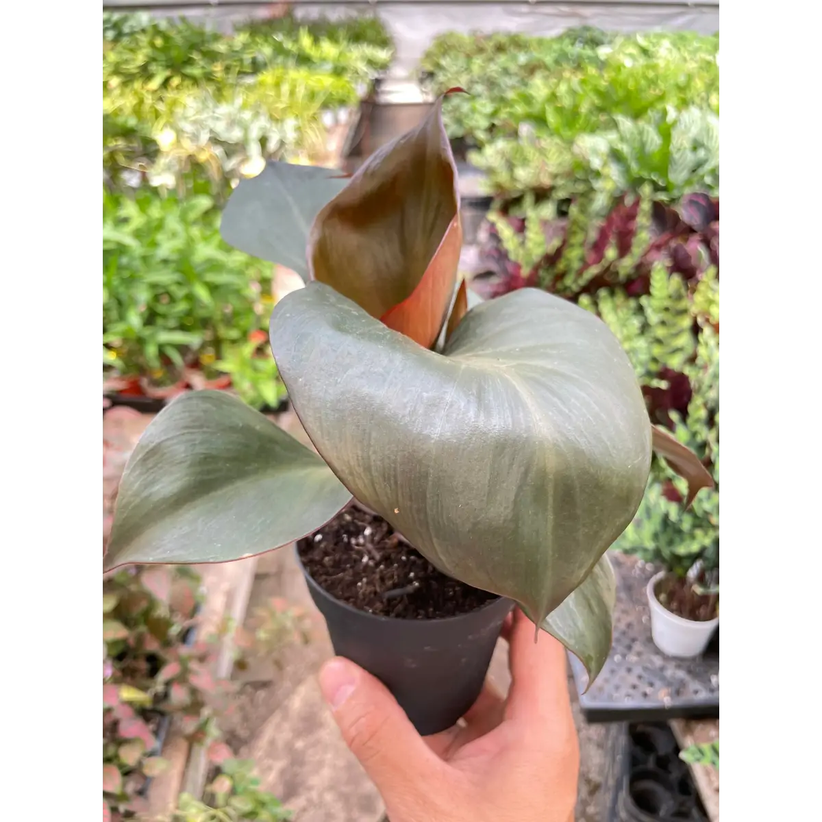 Philodendron Red Heart | Red Foliage Tropical Plant | House Plant Shop - 4’’ Pot - House Plant Shop