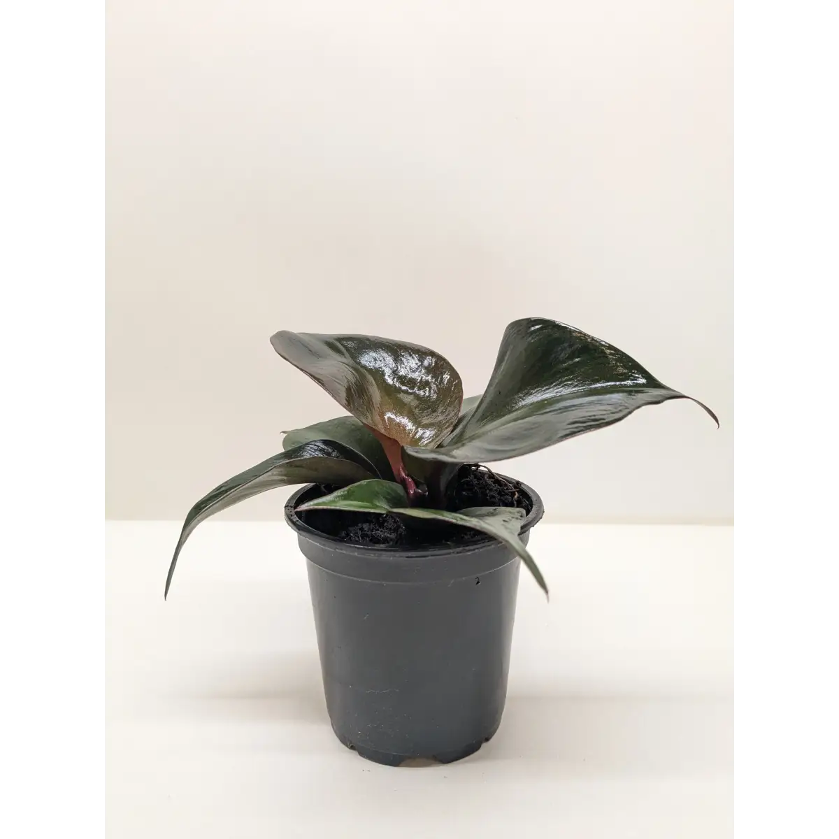 Philodendron Red Heart | Red Foliage Tropical Plant | House Plant Shop - 4’’ Pot - House Plant Shop