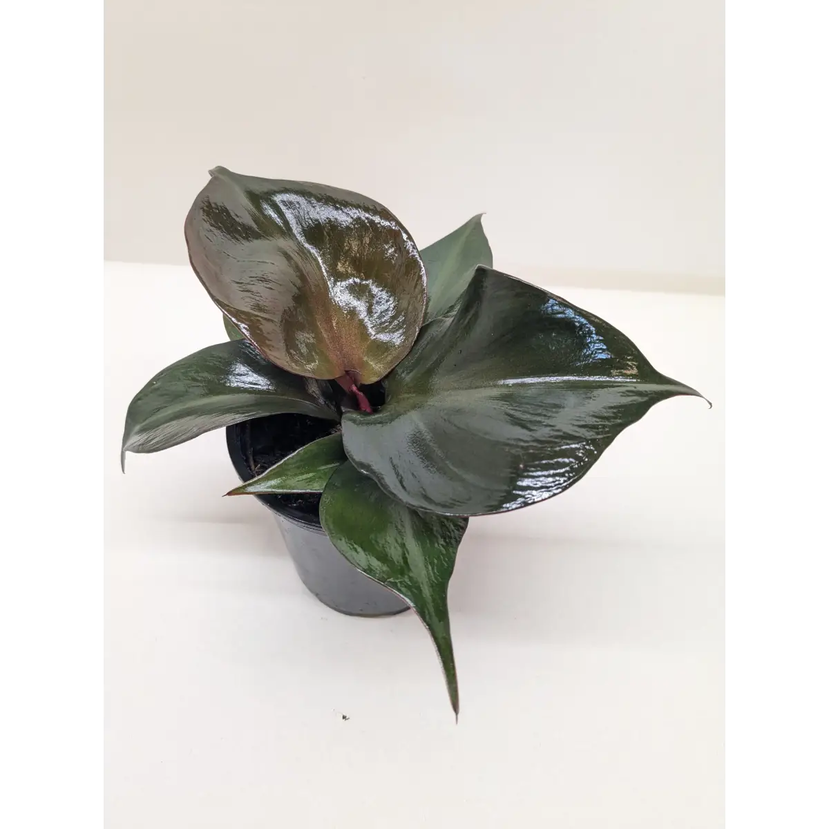 Philodendron Red Heart | Red Foliage Tropical Plant | House Plant Shop - 4’’ Pot - House Plant Shop