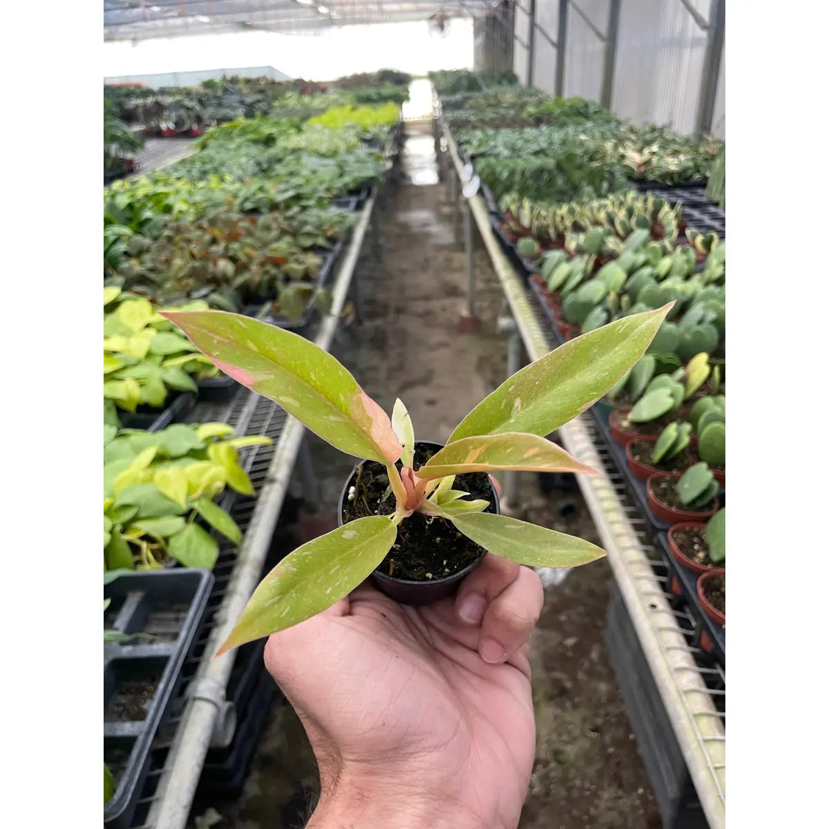 Philodendron Plant - Ring of Fire Variegated - House Plant Shop
