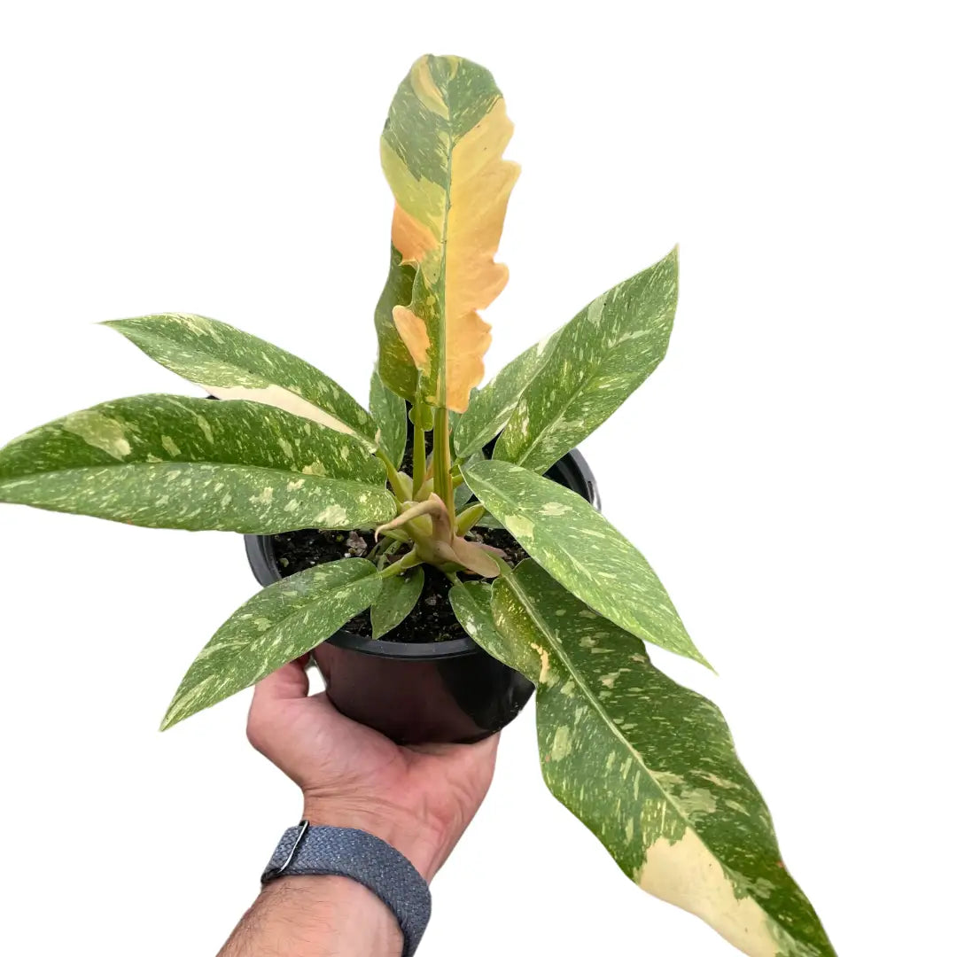 Philodendron Plant - Ring of Fire Variegated - 2’’ Pot - House Plant Shop