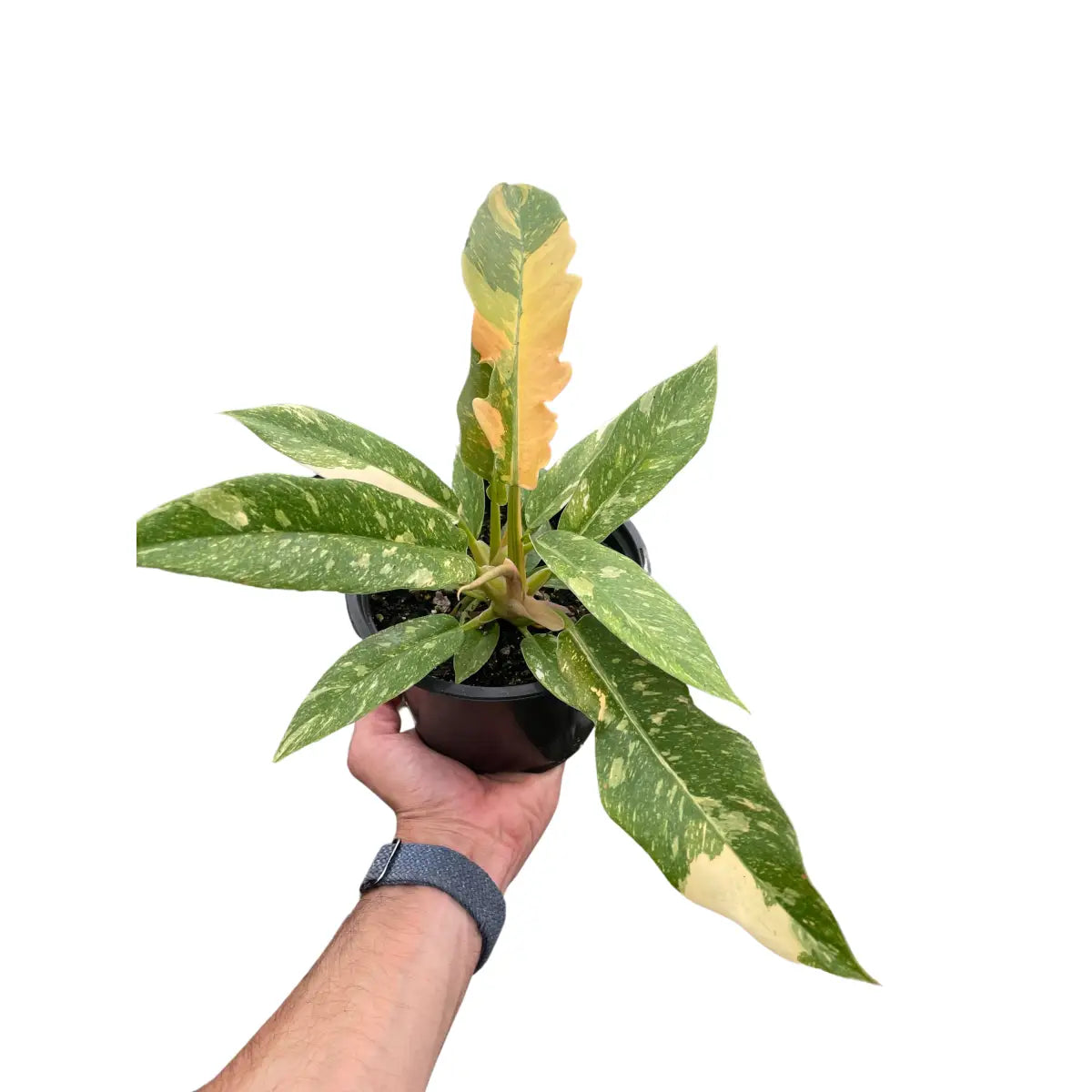 Philodendron Plant - Ring of Fire Variegated - House Plant Shop