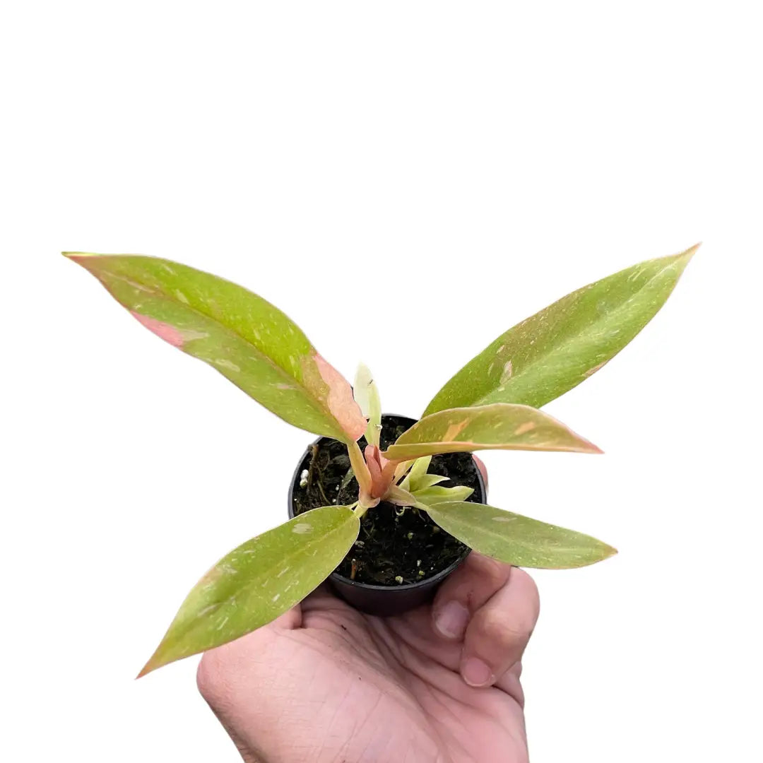 Philodendron Plant - Ring of Fire Variegated - House Plant Shop