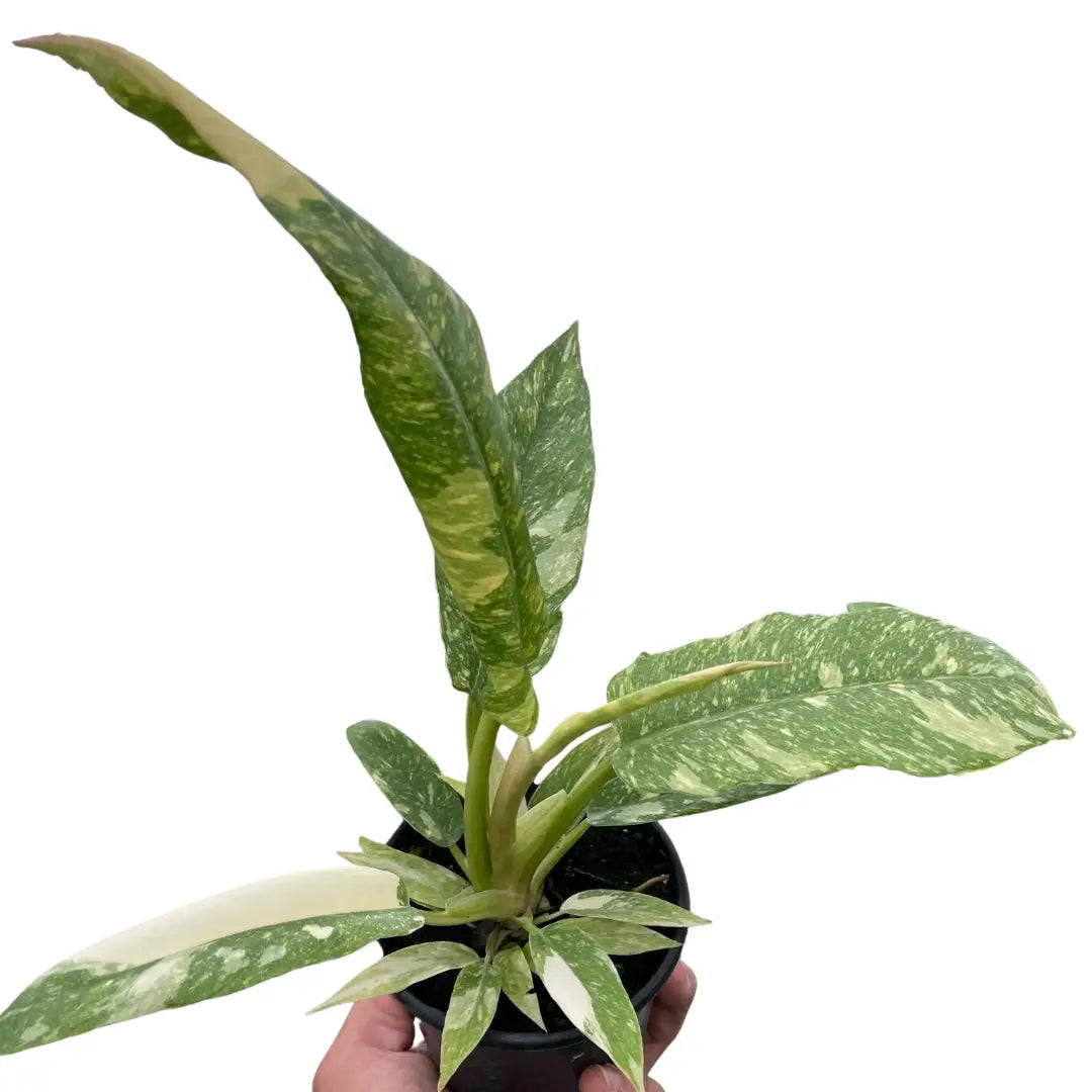 Philodendron Plant - Ring of Fire Variegated - House Plant Shop