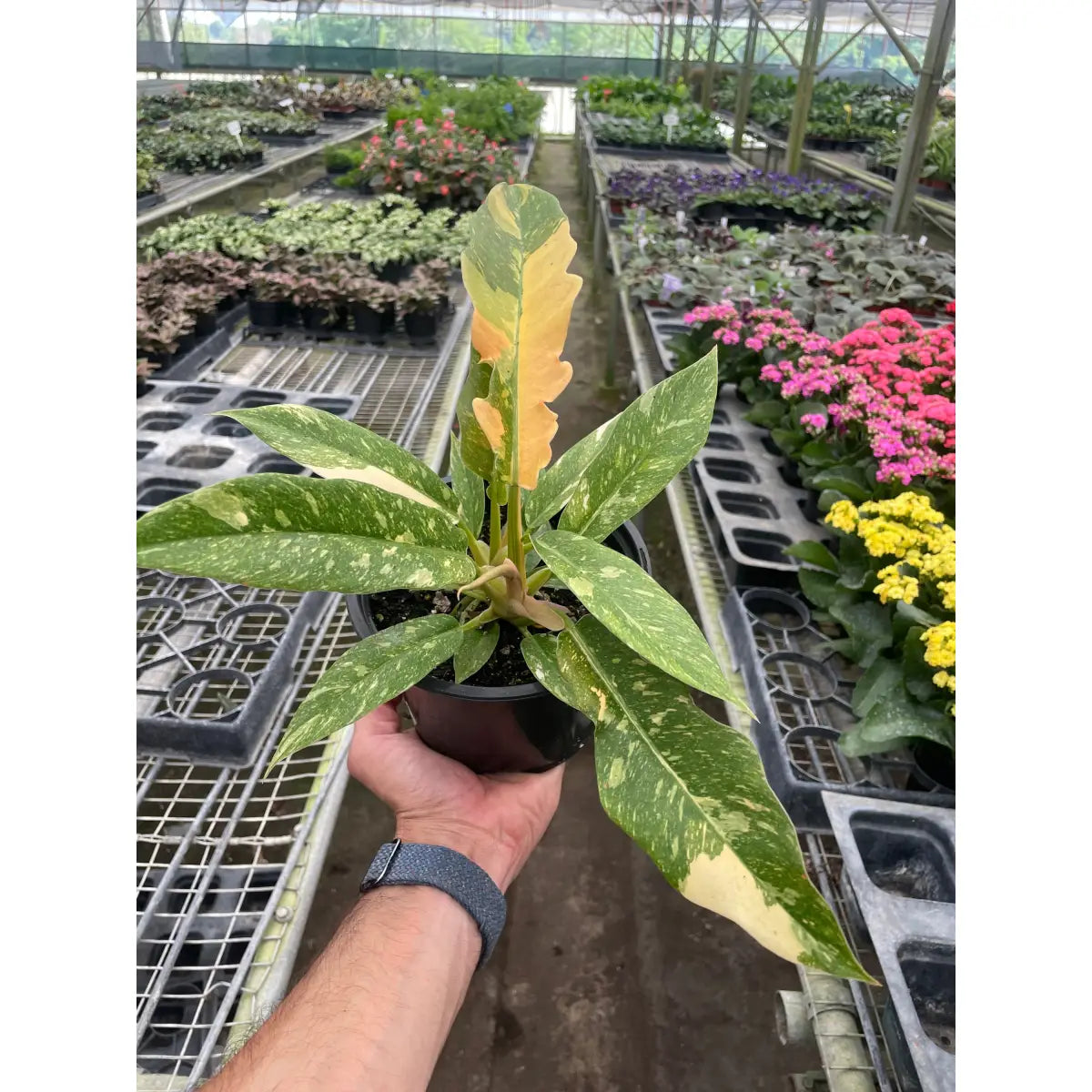 Philodendron Plant - Ring of Fire Variegated - House Plant Shop