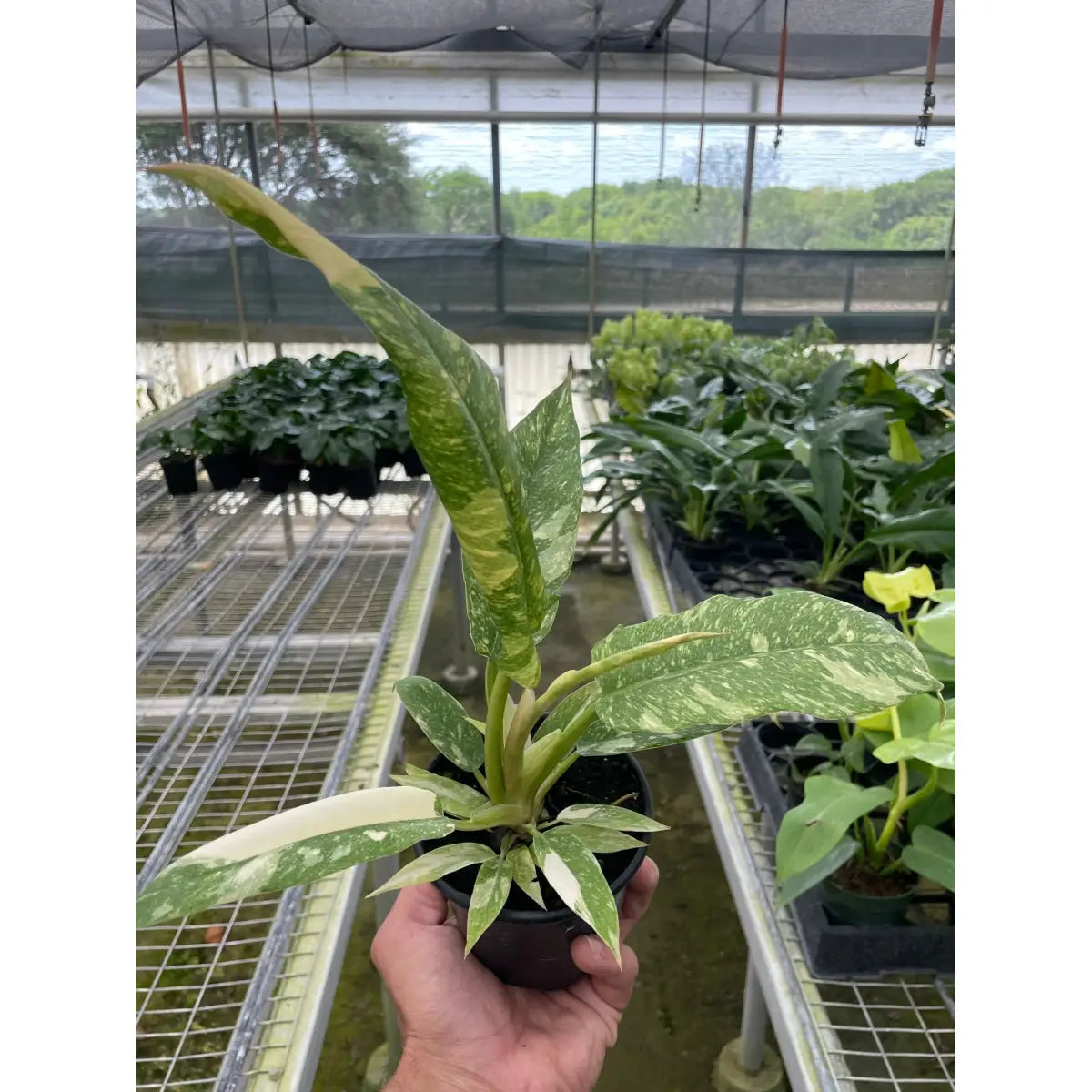Philodendron Plant - Ring of Fire Variegated - House Plant Shop