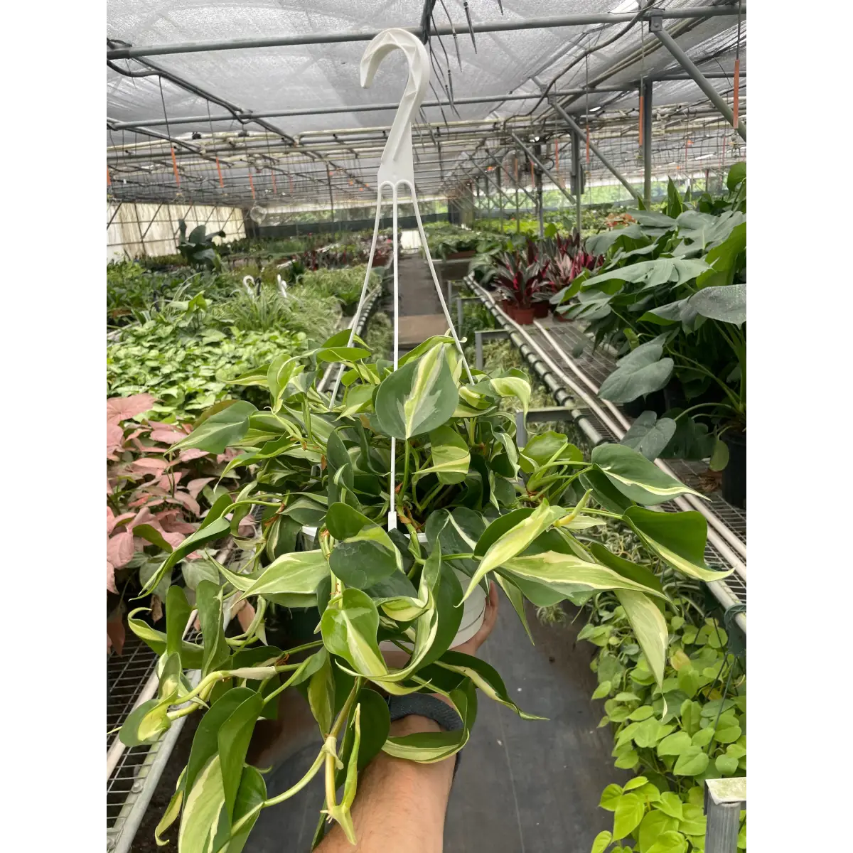 Philodendron ’Silver Stripe’ - House Plant Shop