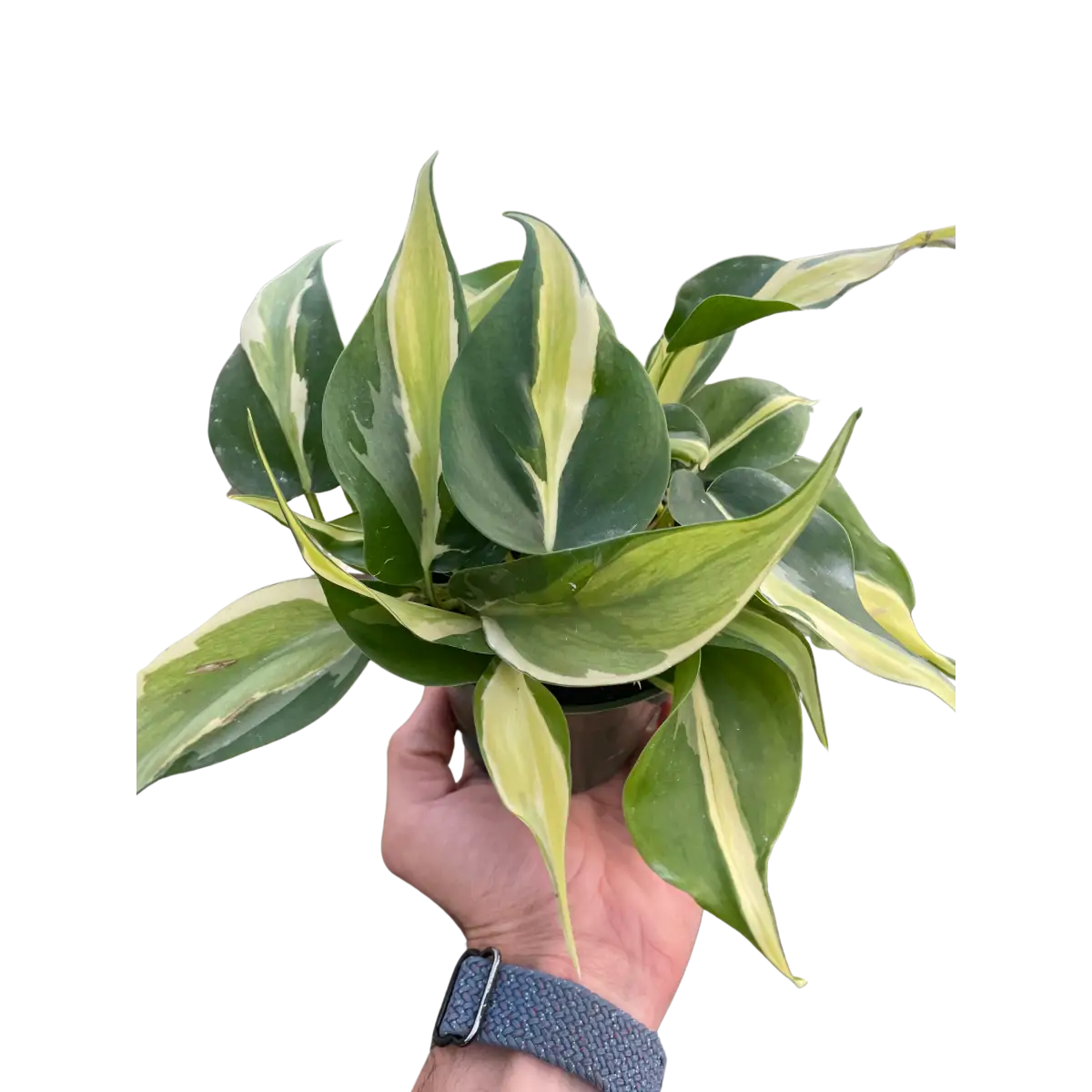 Philodendron ’Silver Stripe’ - House Plant Shop