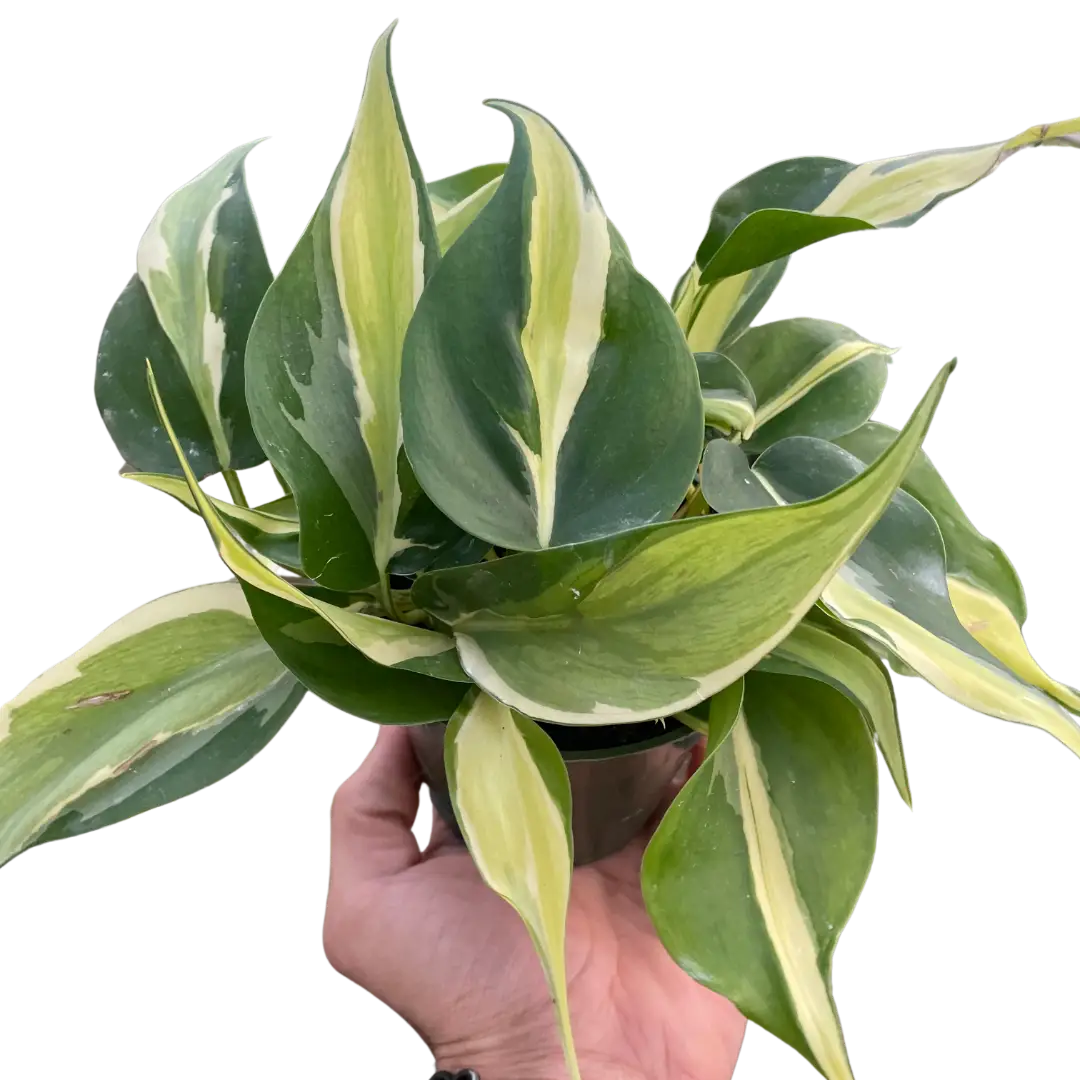 Philodendron ’Silver Stripe’ - House Plant Shop