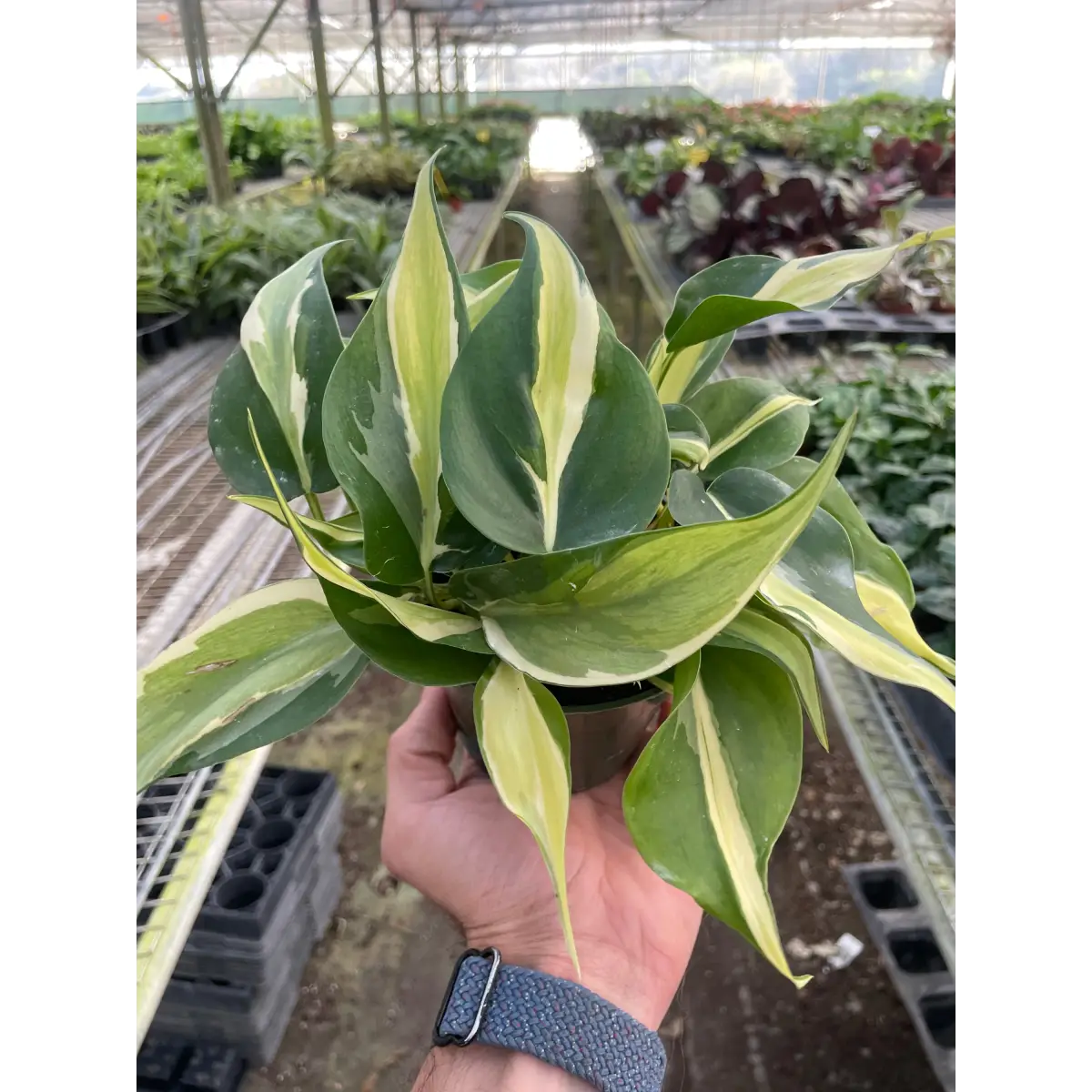 Philodendron ’Silver Stripe’ - House Plant Shop