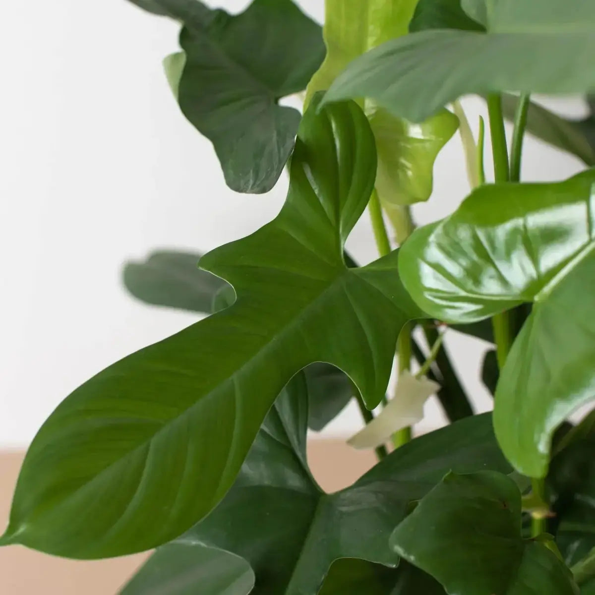 Philodendron Plant - ’Silver Sword’ - House Plant Shop