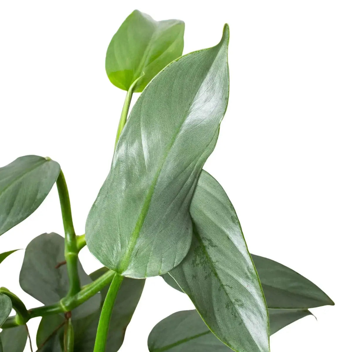 Philodendron Plant - ’Silver Sword’ - House Plant Shop