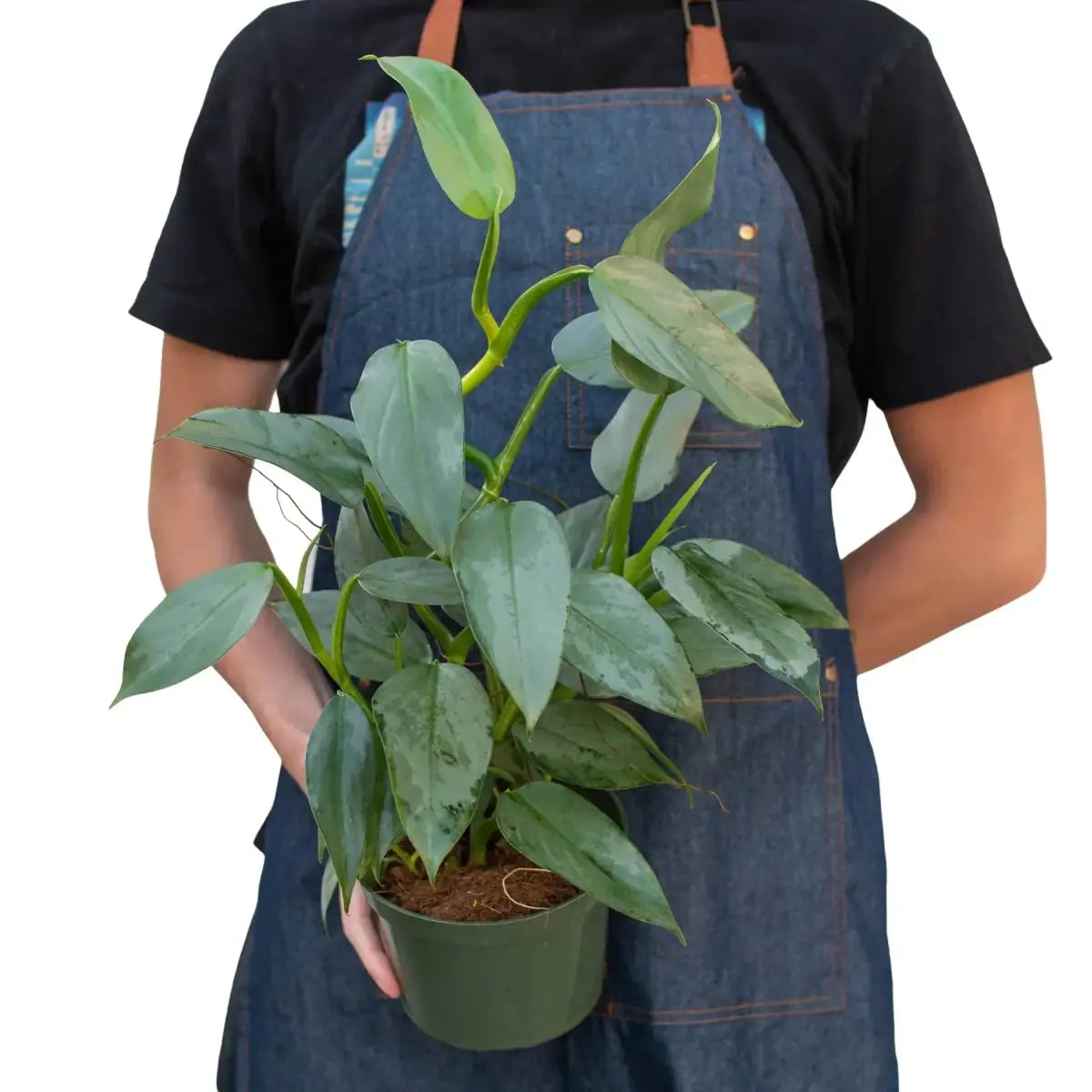 Philodendron Plant - ’Silver Sword’ - House Plant Shop