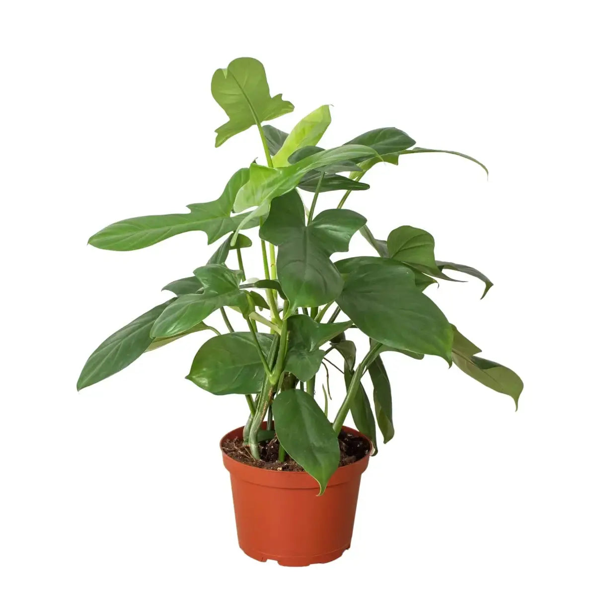 Philodendron Plant - ’Silver Sword’ - House Plant Shop