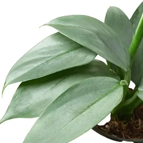 Philodendron Plant - ’Silver Sword’ - 4’’ Pot - House Plant Shop