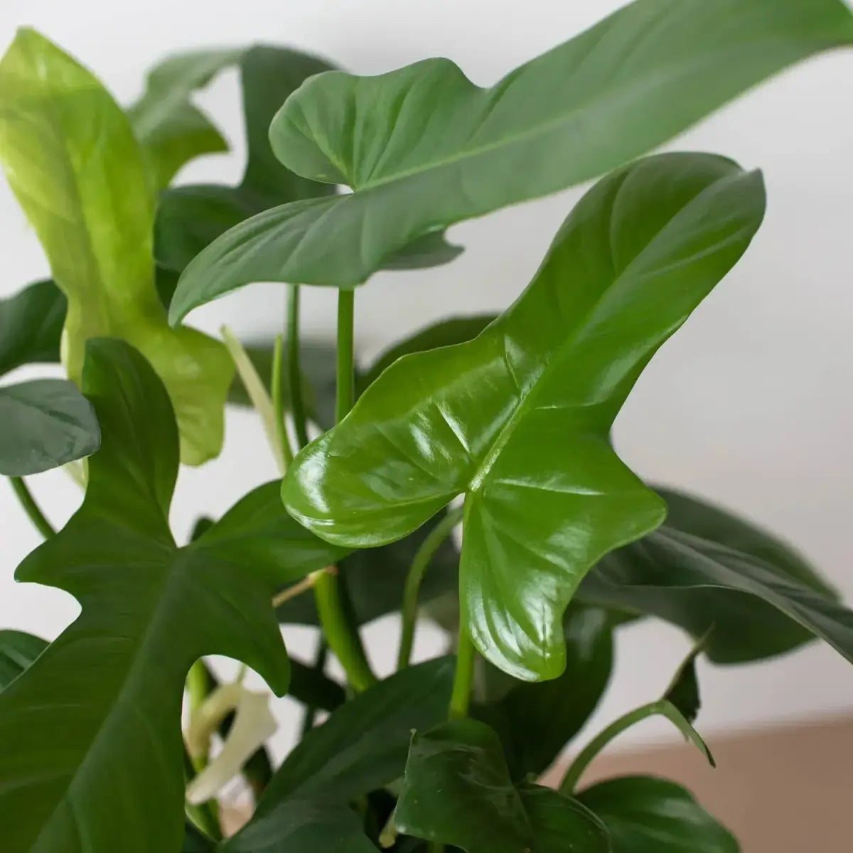 Philodendron Plant - ’Silver Sword’ - House Plant Shop