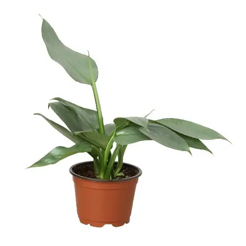Philodendron Plant - ’Silver Sword’ - House Plant Shop