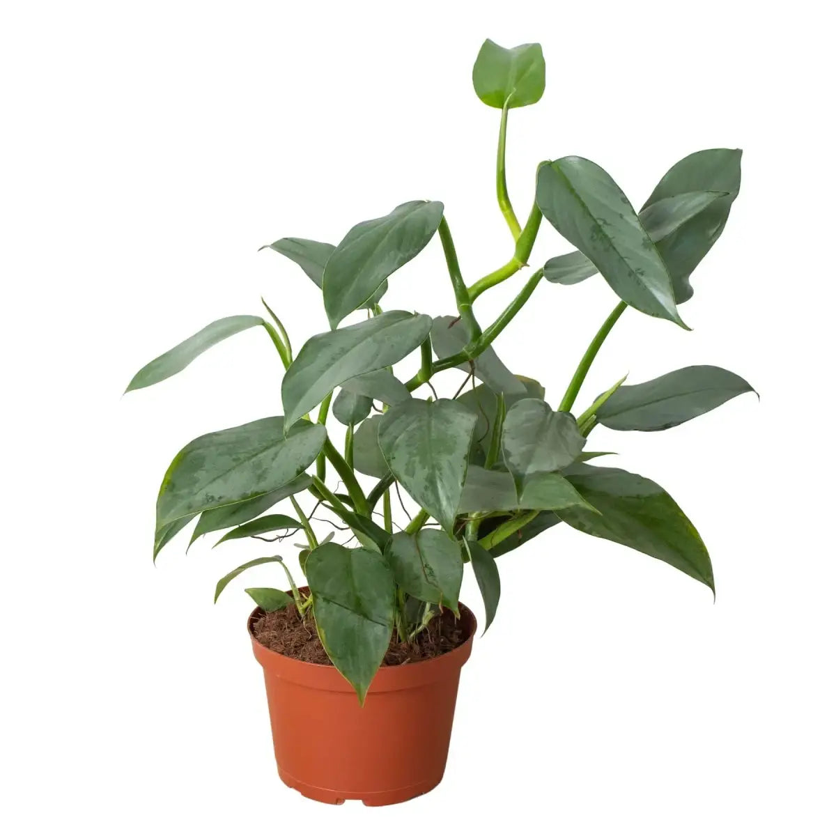 Philodendron Plant - ’Silver Sword’ - House Plant Shop