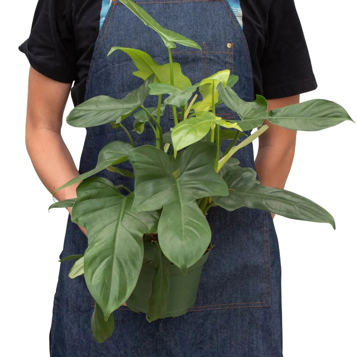 Philodendron Plant - ’Silver Sword’ - House Plant Shop