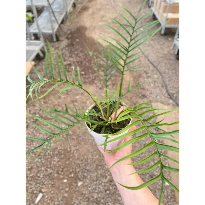 Philodendron Plant - ’Tortum’ - House Plant Shop