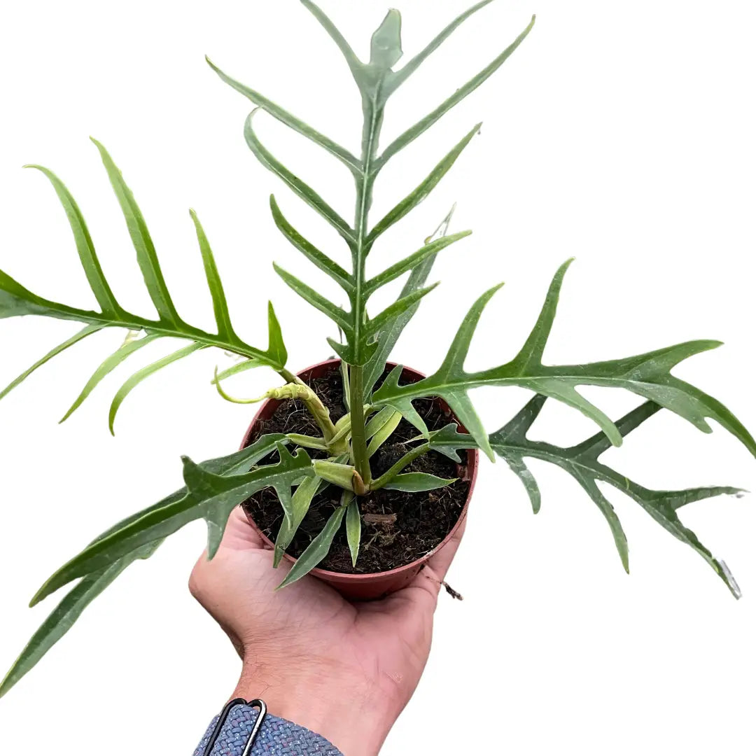 Philodendron Plant - ’Tortum’ - 2’’ Pot - House Plant Shop
