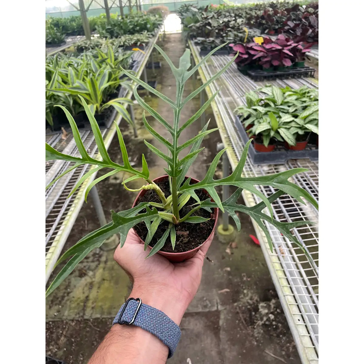 Philodendron Plant - ’Tortum’ - House Plant Shop