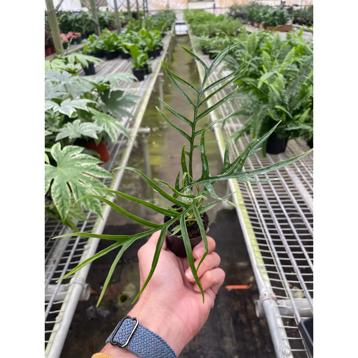Philodendron Plant - ’Tortum’ - House Plant Shop