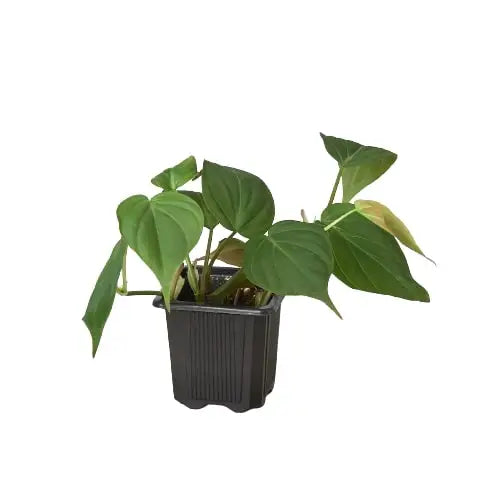 Philodendron ’Velvet’ Plant - House Plant Shop