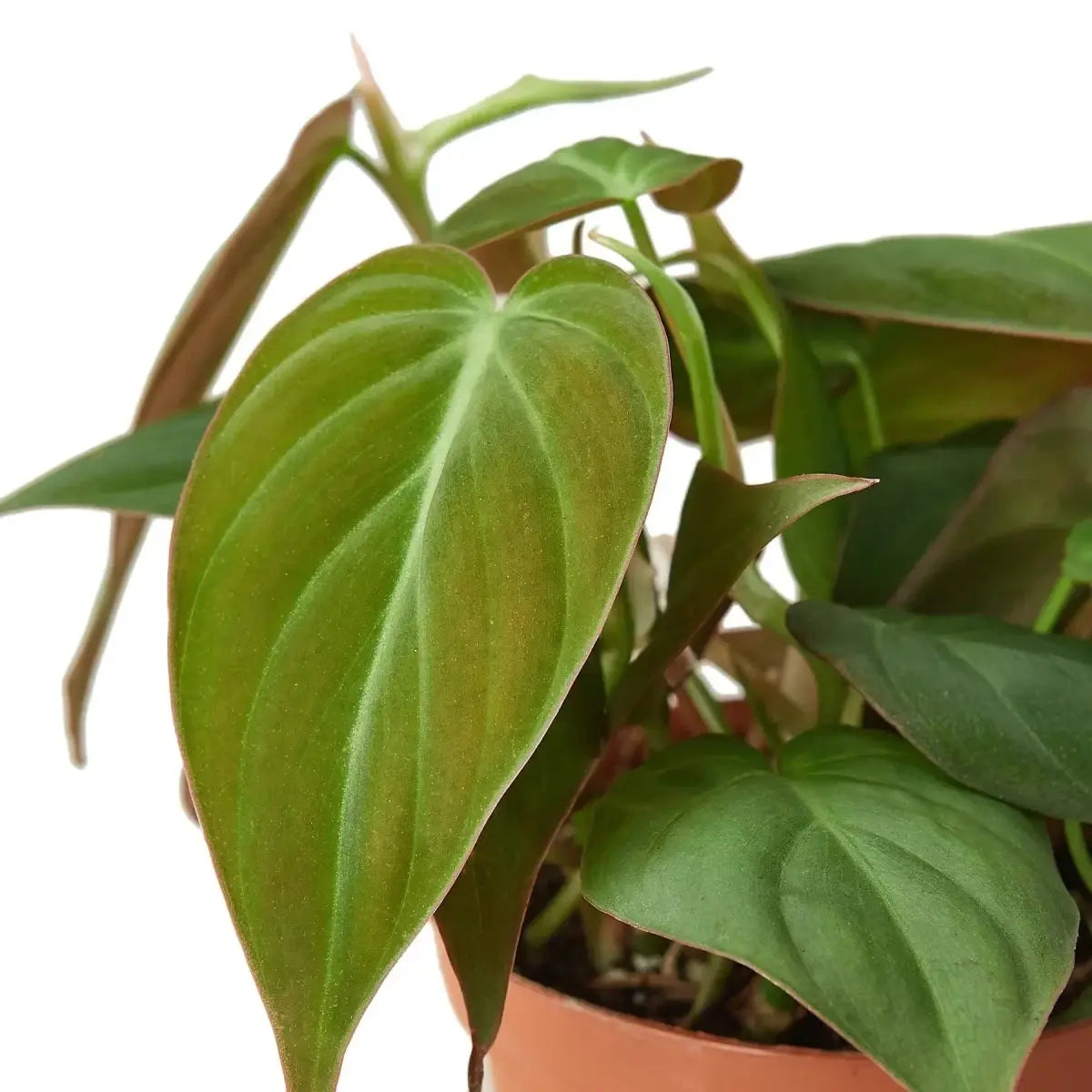 Philodendron ’Velvet’ Plant - House Plant Shop
