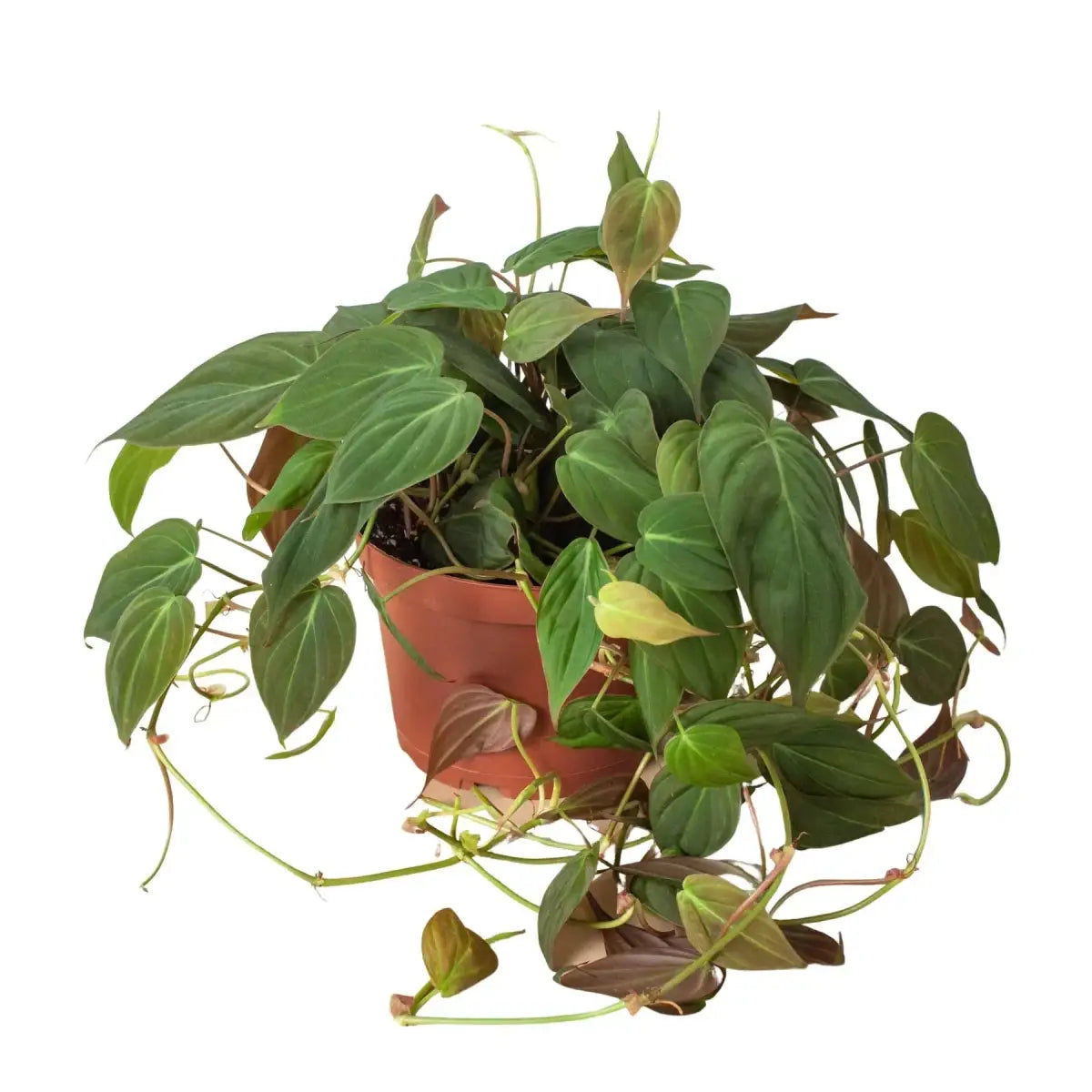 Philodendron ’Velvet’ Plant - House Plant Shop